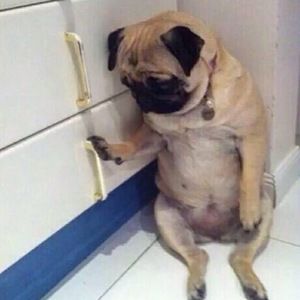 Meet your Posher, Carly